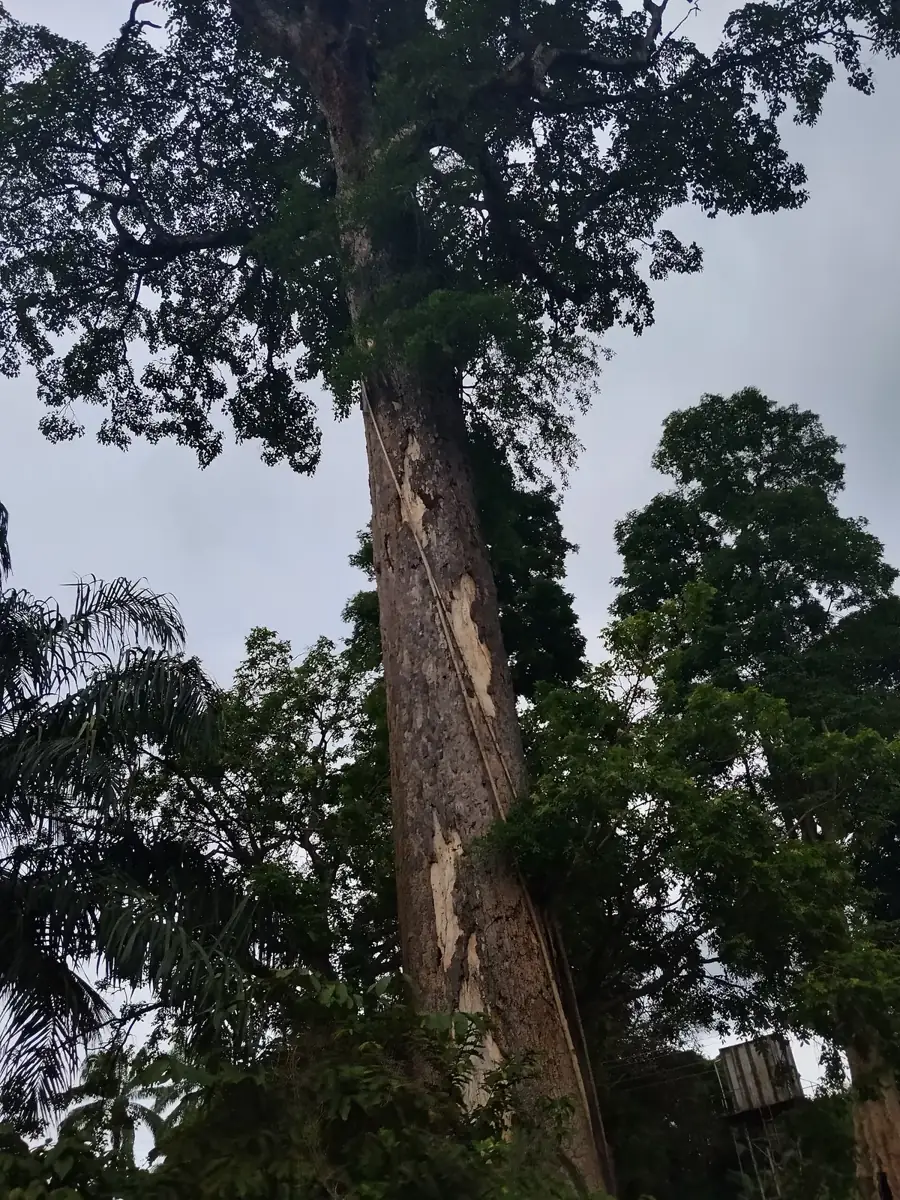 A towering iroko tree